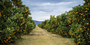 Justin Chadwick, de Citrus Growers Association: «La campaña de cítricos sudafricana está teniendo un inicio inusual»