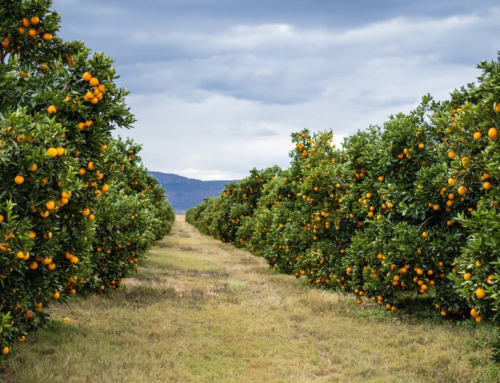 Justin Chadwick, de Citrus Growers Association: «La campaña de cítricos sudafricana está teniendo un inicio inusual»