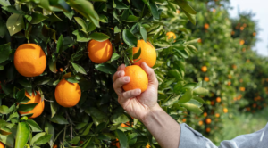 Negocio prometedor: una icónica fruta podría vivir un importante boom en los próximos años