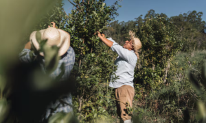 Empleo temporario: el sorpresivo cambio que produjo en varias producciones el mayor control a los planes sociales