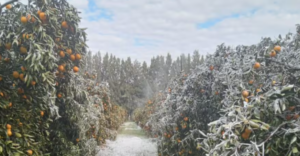 Naranjas bajo cero: la ola polar provocó una drástica pérdida en una región