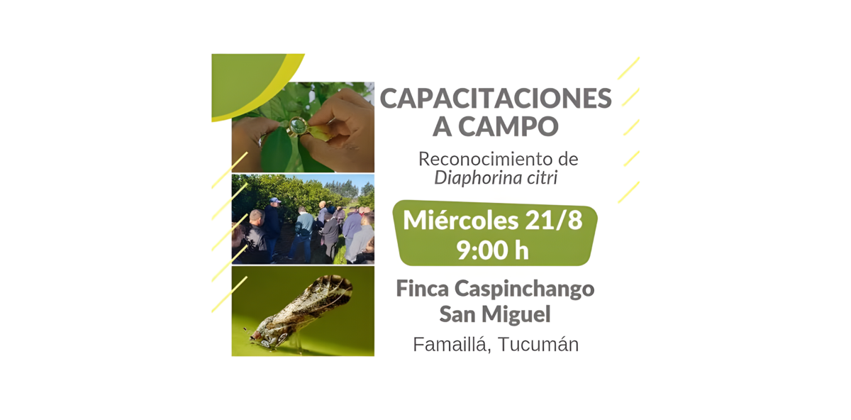 Ciclo de Capacitaciones a campo y reconocimiento de Diaphorina citri ...