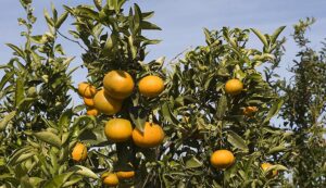 El sector hortofrutícola en España: 2 millones de ha, 280.000 empleos y líder exportador