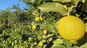 El limón cae un 28% por la campaña anterior, la falta de agua y las plagas