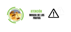Citrus: Entre Ríos combate la Mosca de los Frutos con un insumo biológico