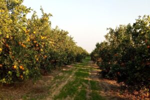 Cómo la crisis del mar Rojo cambió rápidamente el destino de la campaña citrícola en Egipto