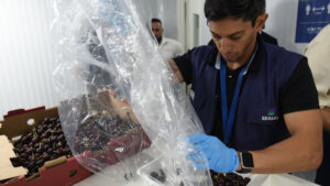 Capacitación a inspectores fitosanitarios para la exportación de cerezas a EE.UU.