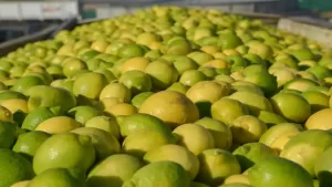 Rentabilidad y producción: cuál es la situación de la venta de limones en Argentina
