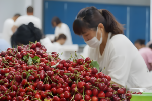 Los 1.300 contenedores de cerezas en China serían destruidos: pérdidas llegan a los u$s 130 millones
