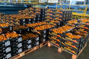Costos elevados y barreras logísticas para exportar: «Para 2025, se prevé una leve reducción en la producción y la exportación de cítricos argentinos»