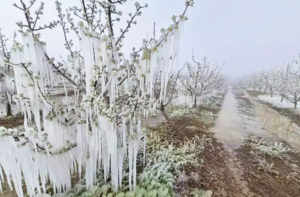 La peor helada de su historia amenaza la agricultura en Turquía