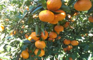 La citricultura advierte que los recortes de Nación ponen en riesgo varios programas de investigación y sanidad