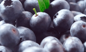El “rey de las frutas”: con 17 millones de kilos, empieza la temporada de arándanos en Argentina