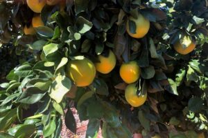 Miles Fraser-Jones, de Fresh Del Monte: Los aranceles y las condiciones económicas dificultan las importaciones de cítricos del hemisferio sur en EE. UU.