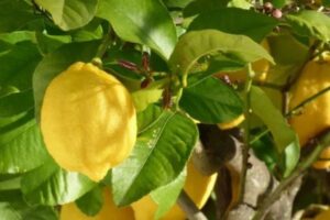 G.T. Parris, de Seald Sweet: La oferta de limón sigue siendo escasa mientras México inicia la producción
