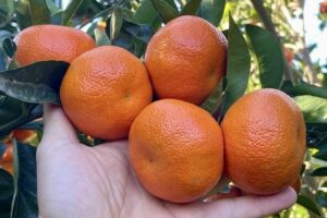 Las remesas nacionales reducirán las importaciones indias de naranjas en las próximas semanas