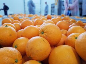 España: Las importaciones de cítricos retroceden un 16% pero crece la presión de Sudáfrica y Marruecos