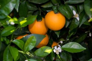 Florida encuentra en Brasil y México aliados para paliar su crisis de naranjas