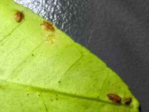 El IVIA descubre un enemigo natural del vector del HLB Diaphorina citri