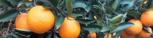 Evento: Sostenibilidad de la producción citrícola. Introducción a la normativa FSA