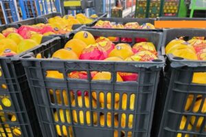 Howaida Hassan, de Select Greens Export Se espera una menor producción de naranjas en Egipto para la campaña 2025/2026