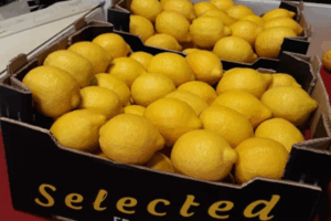 España: Buenas sensaciones de cara a la nueva temporada de limones griegos