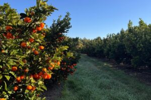 Marta Bentancur, de Upefruy: «Uruguay está creciendo en la producción de nuevas variedades de mandarinas»
