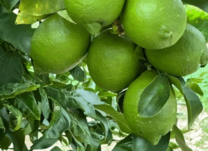 Agricultura: ASAJA Murcia confirma una reducción en la cosecha de limón Fino entre un 40 y un 45%