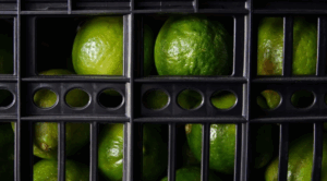 México mantiene liderazgo en cítricos pese a extorsión