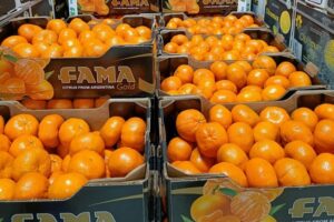 Nahuel Lavino, de FAMA (Argentina): La menor producción en Brasil y EE. UU. disparó las exportaciones de naranjas argentinas
