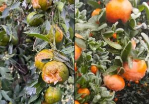 Citrus: a pesar de la declaración de emergencia, sin apoyo financiero hay productores que abandonan las quintas