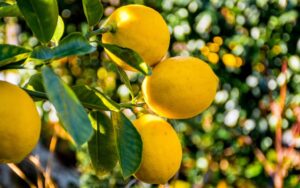 Industria del limón argentino se mantiene firme pese a menores rendimientos en jugo y aceite