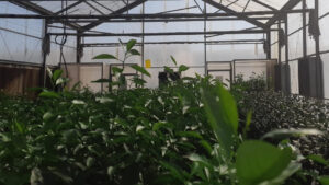 Se optimiza el proceso para la importación de material de propagación vegetal