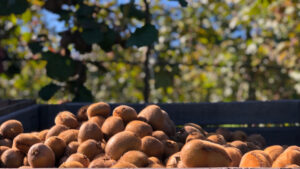 Comité Técnico Nacional del Programa de Moscas de la Fruta analizó el manejo de la plaga
