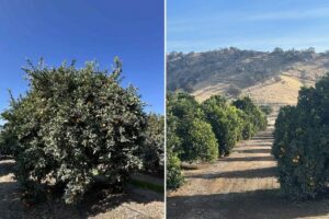 Los cítricos de California se enfrentan a una mayor competencia de otras regiones productoras