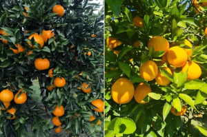 La helada de julio obliga a Argentina a redirigir sus cítricos hacia mercados de corta distancia