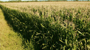 Se simplifica y agiliza la normativa para la autorización de productos fitosanitarios