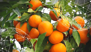 Resumen del mercado global de las mandarinas