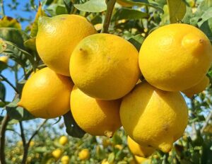 La exportación de limón consolida a España como líder en la UE y Reino Unido