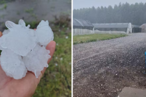 “Quedaron como un colador”: una intensa granizada causó daños millonarios en viveros cítricos y viñedos de Entre Ríos