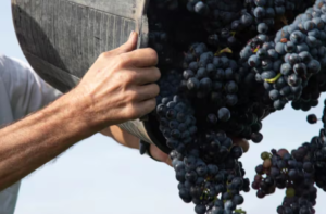 Cómo está la Argentina lejos de Vaca Muerta y la minería