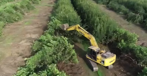 Revancha: tras una “larga noche” y perder 13.000 hectáreas, el limón está de regreso