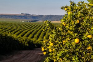 Producción de naranjas en Brasil sigue con una tendencia a la baja afectada por el clima y el greening
