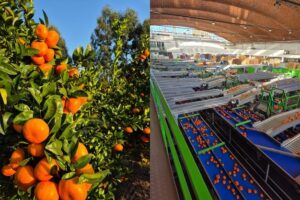 Marcos Araújo, de Frutura Uruguay: Las variedades tardías lideran la oferta de naranjas uruguayas en la próxima zafra