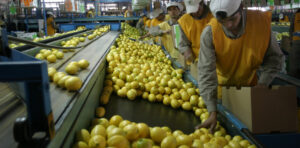 El sector limonero cortó la sangría de productores y hectáreas y mira el 2026 con optimismo