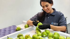 Nueva Unidad Entomológica agiliza exportación de frutas frescas a EE.UU. desde la Patagonia