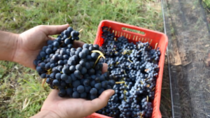 Se aprobó el marco normativo para el empaque de frutas a campo