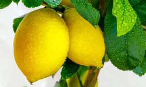 Lluvias extremas en Tucumán frenan la cosecha de cítricos en Argentina y retrasan el ingreso a los mercados