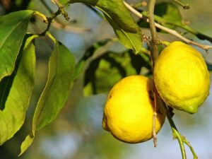 Las exportaciones de cítricos sudafricanos a China, sin aranceles, podrían intensificar la competencia en el mercado