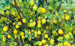 Lluvias en Tucumán retrasan cosecha de limones, pero fuerte demanda internacional sostiene expectativas